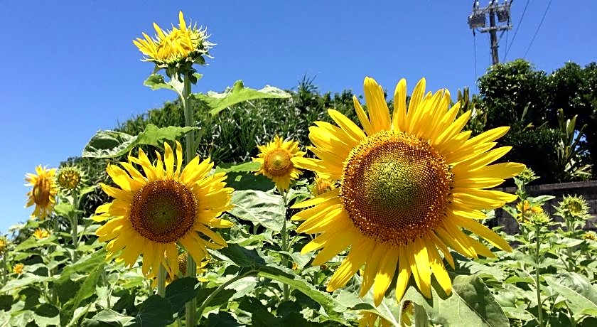 Okinawa Guest House Little Asia