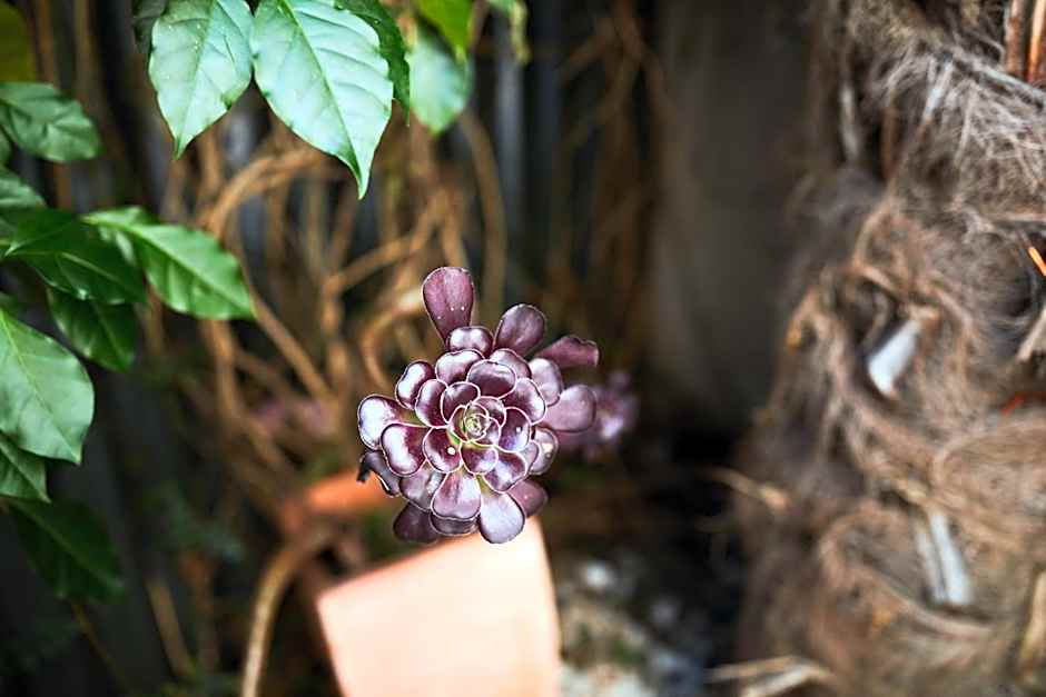 Blenheim Palms Motel