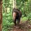 Chiang Mai Elephant Friends