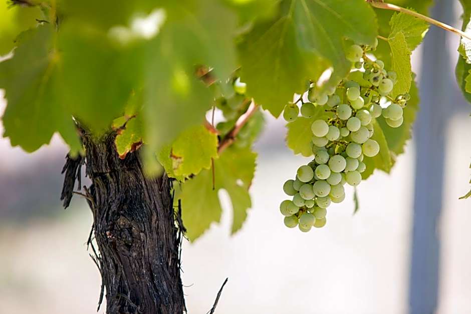 Petersons Armidale Winery and Guesthouse