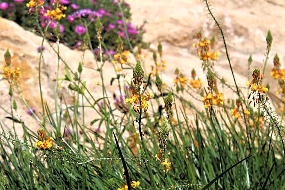 AHR Leonis Residence La Maddalena