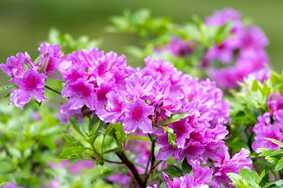 Villa Ferrari, Le Betulle