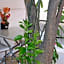Carvan HOTEL