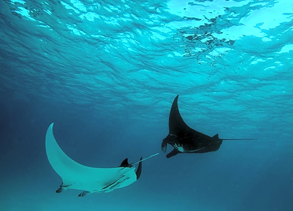 Mackerel Islands Resort