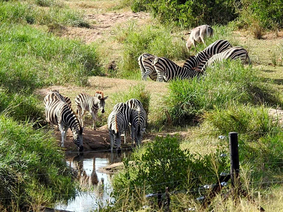 Barn Owl Lodge, Mjejane Game Reserve, Greater Kruger Park