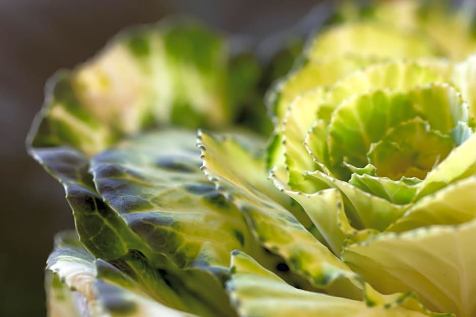 Brooklyn Manor Guesthouse