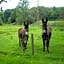 Chambres d'hôtes du Moulin de la Chaussee