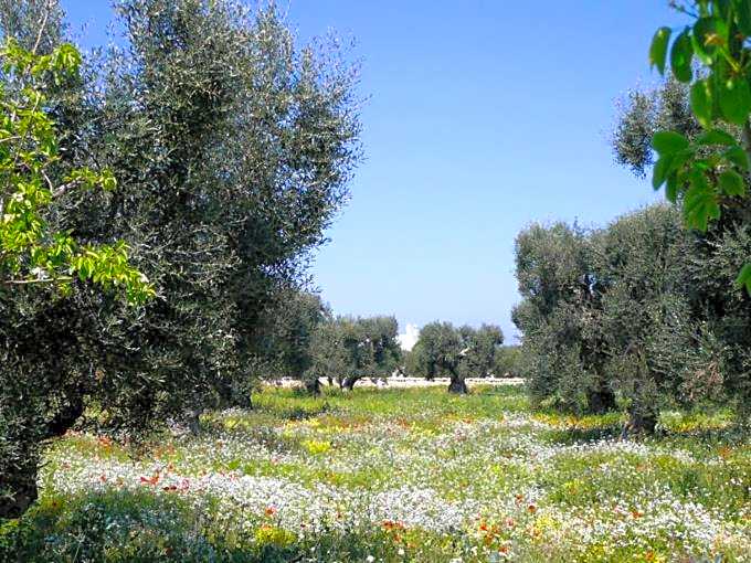 Boutique Hotel Masseria Sottomasi