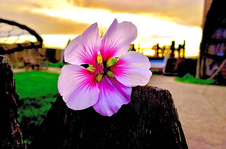 Captain's Inn at Moss Landing