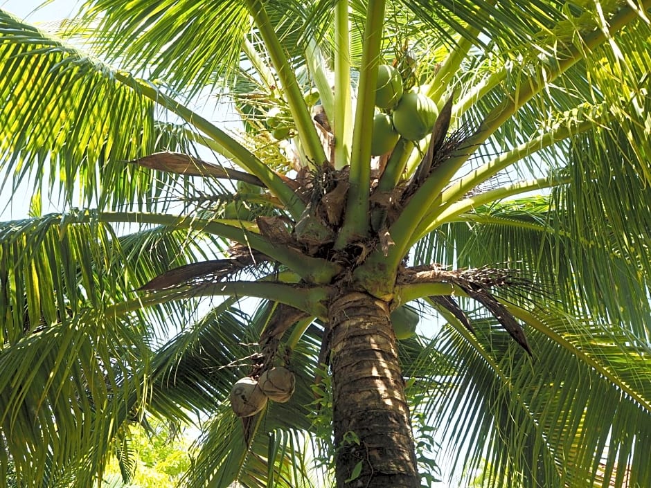 Coconut Bungalow
