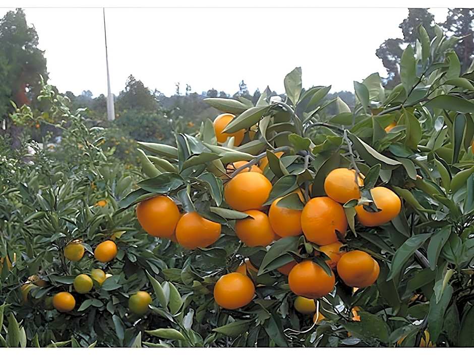 Gyul Hyanggi Pension