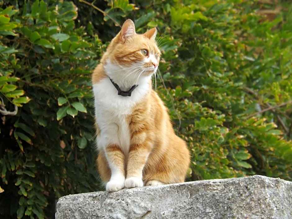 B&B Il Gatto Pescatore