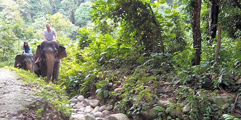 Green Forest Tangkahan