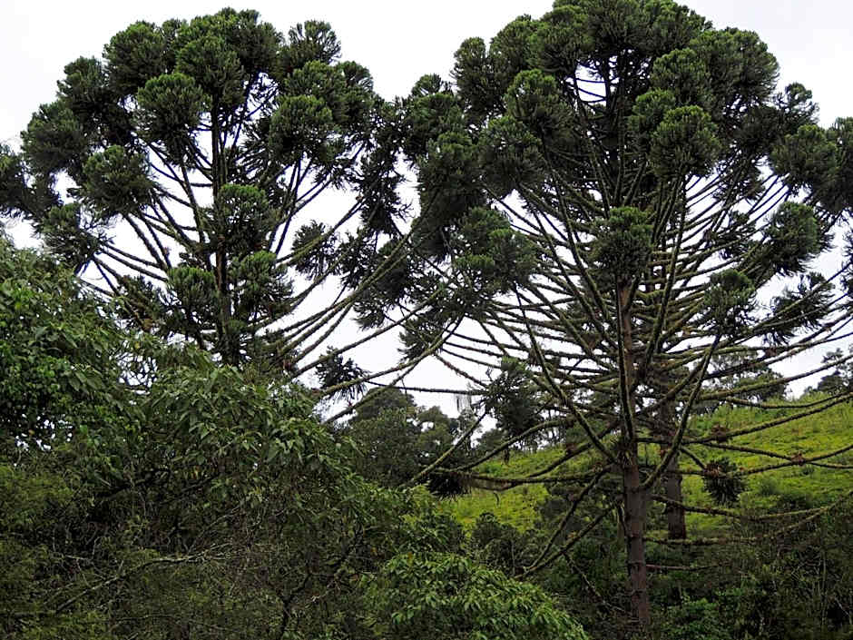 Paiol - Tô na Roça - Junto á natureza!!!