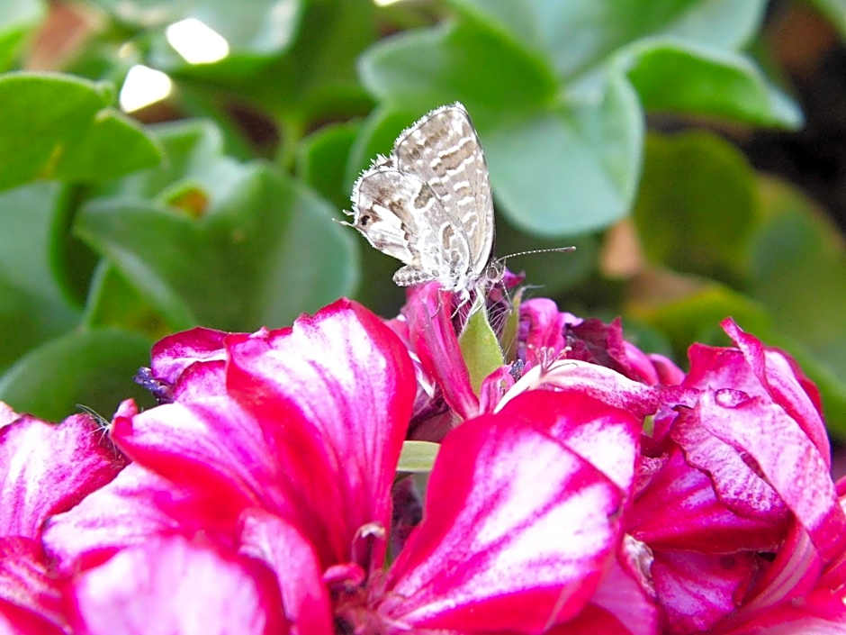 Bea's Bed & Breakfast