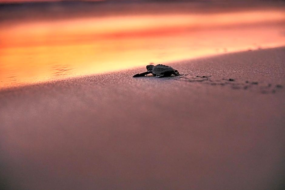 One Acapulco Diamante