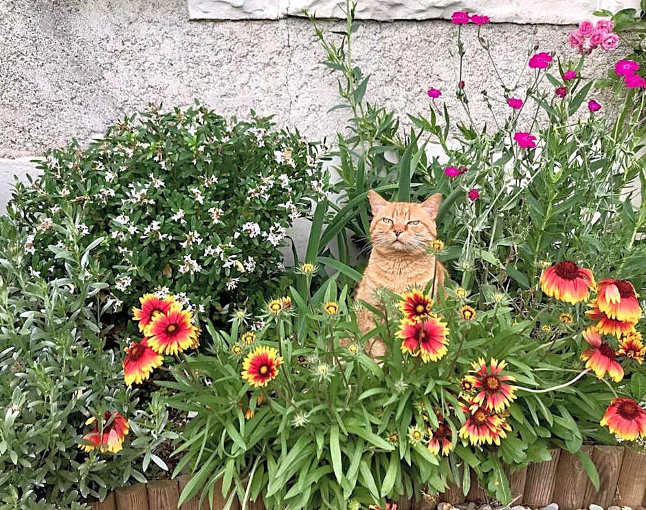 L'Estancat