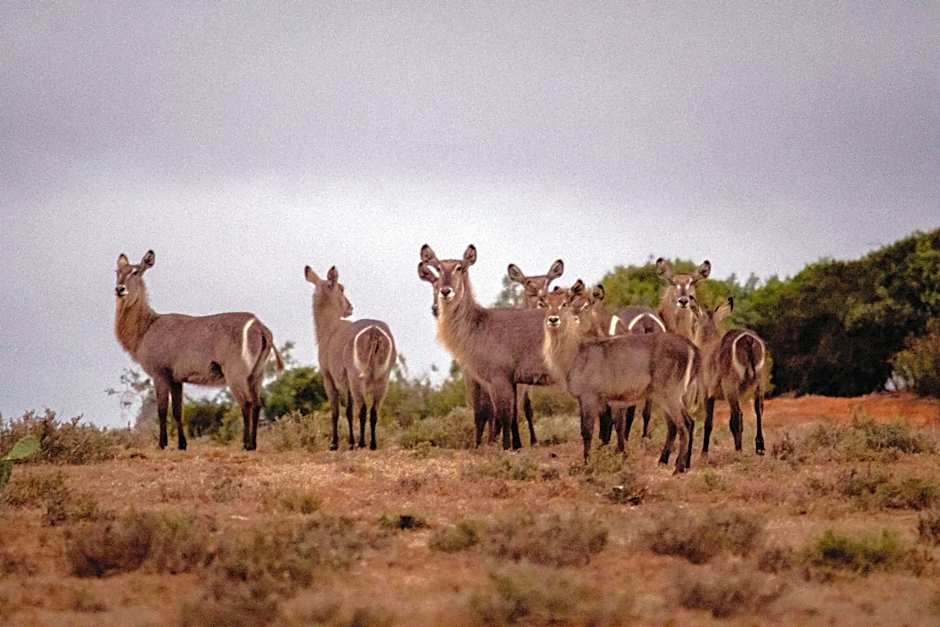 African Safari Lodge