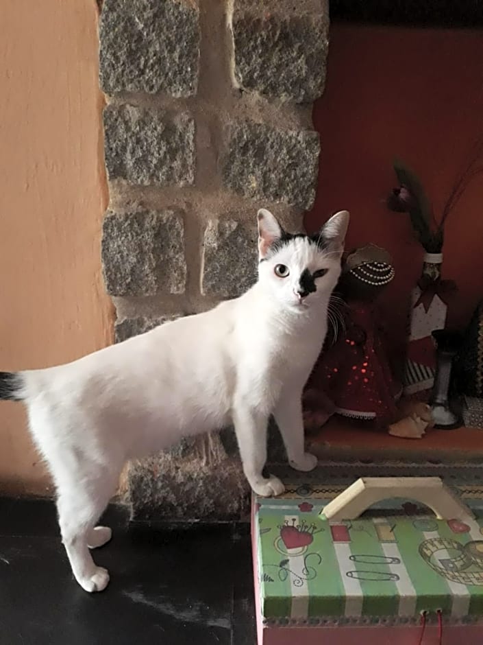 Perto Do Aeroporto De Salvador - Dona Pitanga Hostel