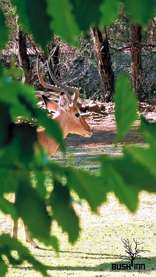 Bush Inn Lodge