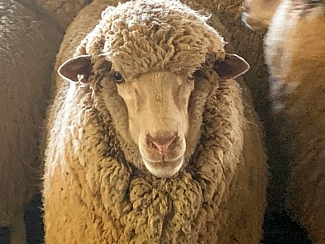 Mascot Cottage - Pet Friendly and Complimentary Breakfast Hamper