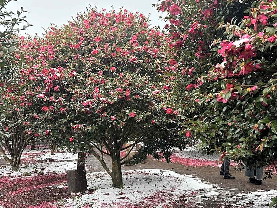 Slow Citi Guest House