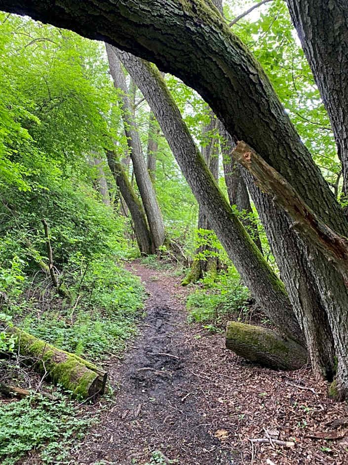 Koziula - Domki i Leśne SPA na Kaszubach