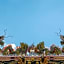 The Lion King Hotel
