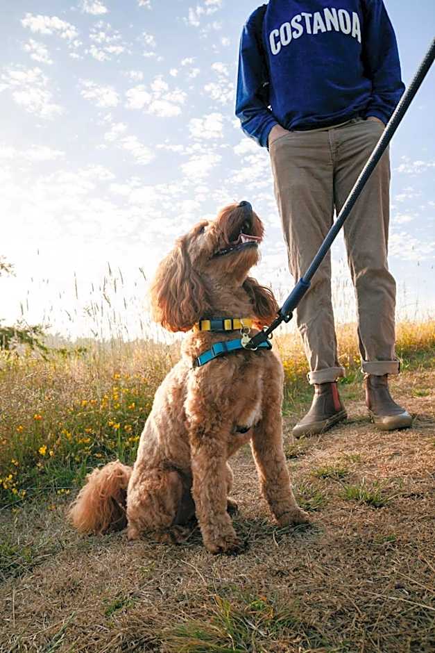 Costanoa