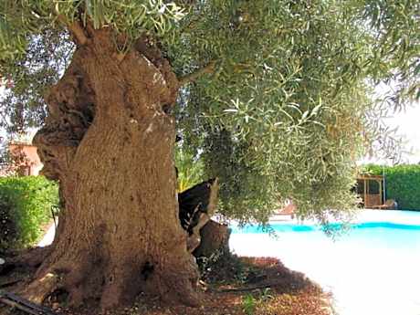 Double Room with Pool View