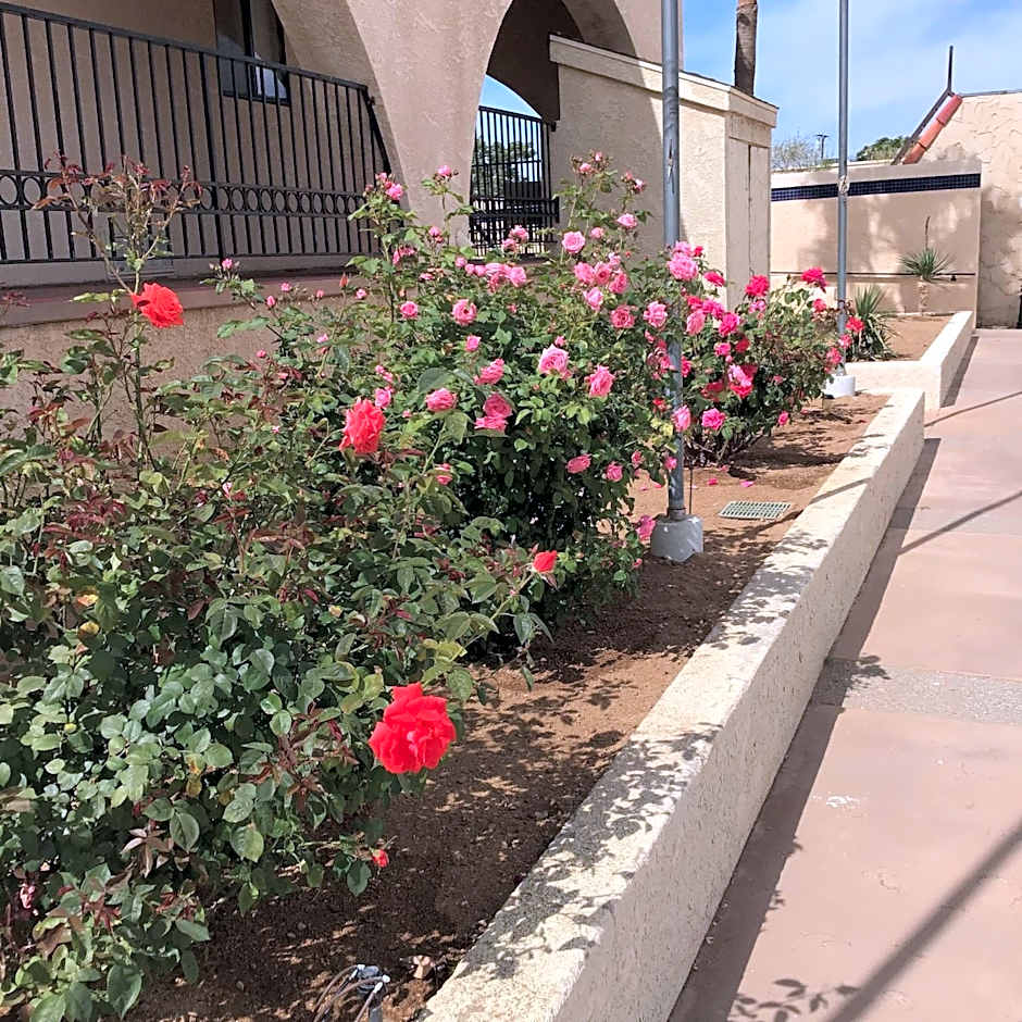 Americas Best Value Inn & Suites Joshua Tree National Park