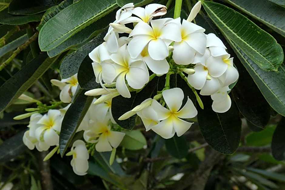 Peponi Hotel Lamu - Kenya