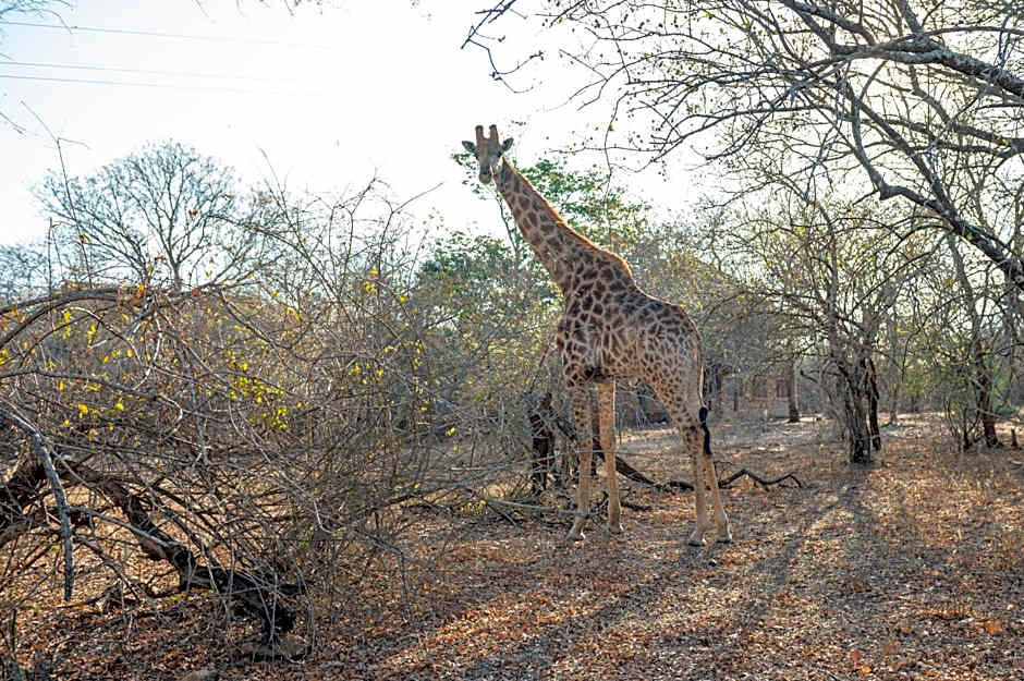 Foxy Crocodile Bush Lodge & Kruger Safaris