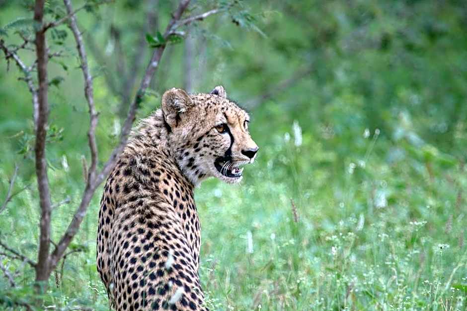 Garonga Safari