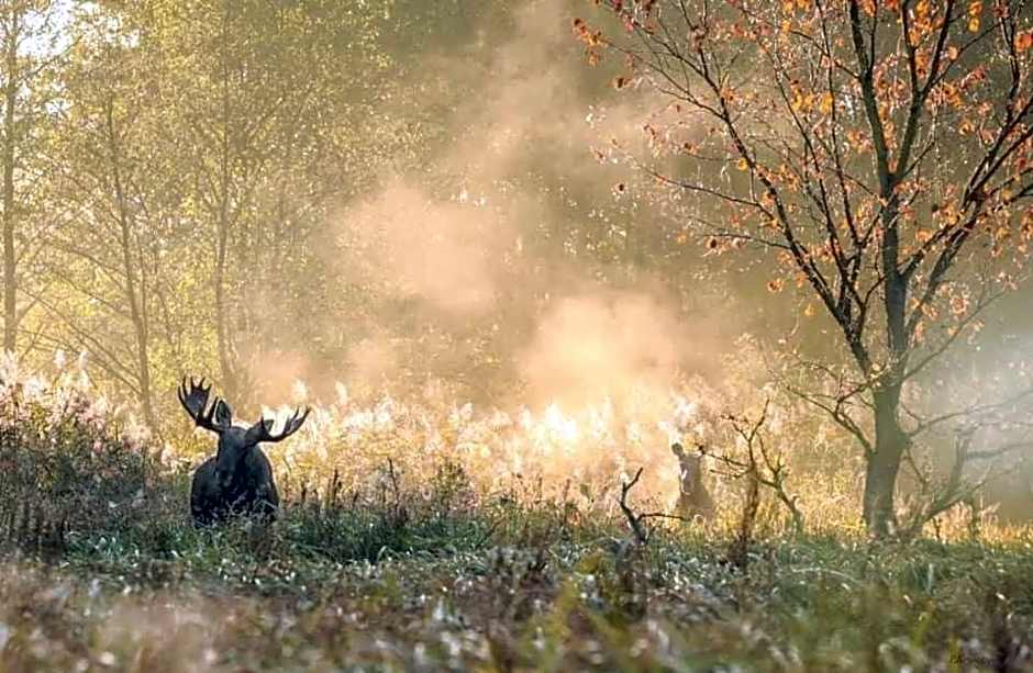 Gościniec Biebrzański