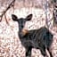 Kilima Private Game Reserve & Spa