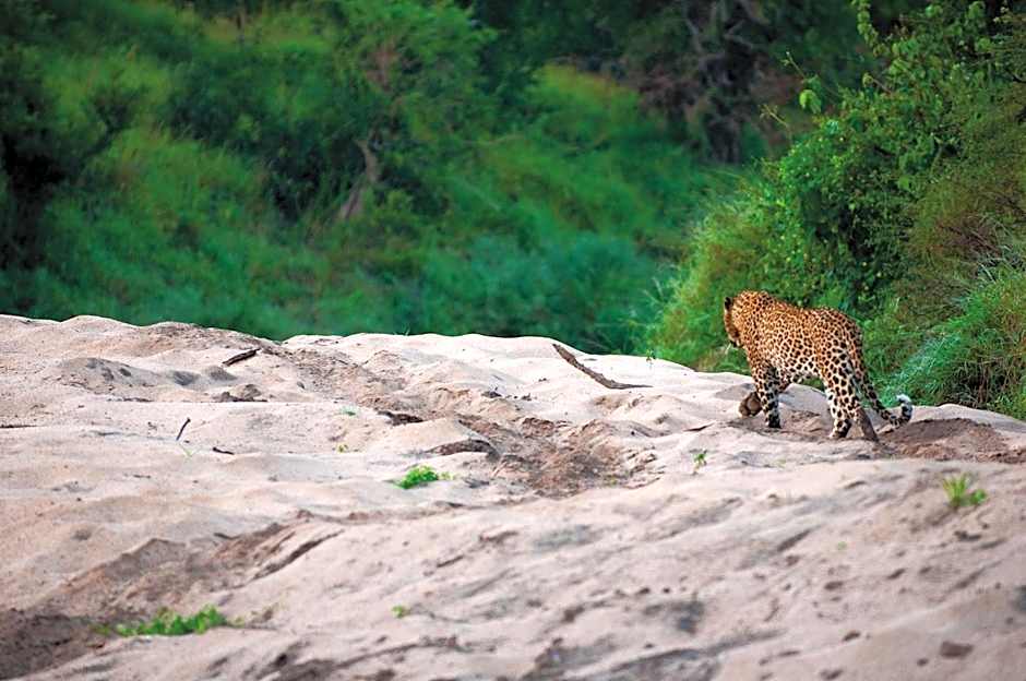 Lion Sands Ivory Lodge