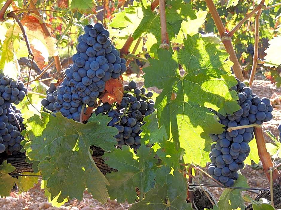 Hotel Bodegas Traslascuestas - GRUPO PIÉROLA