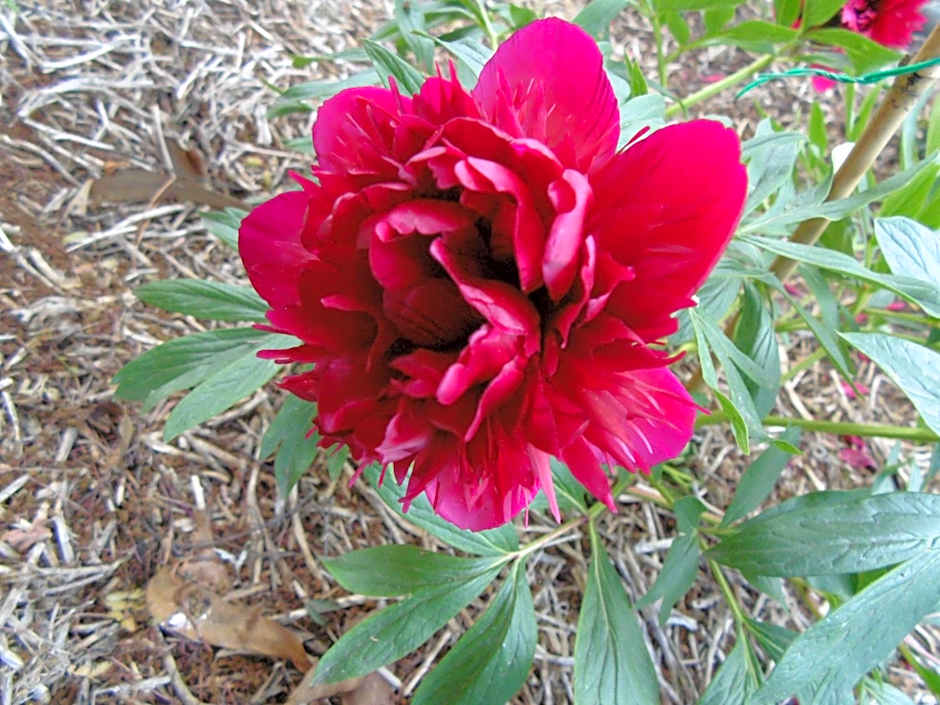 Glenavys Waitaki River Motor Camp