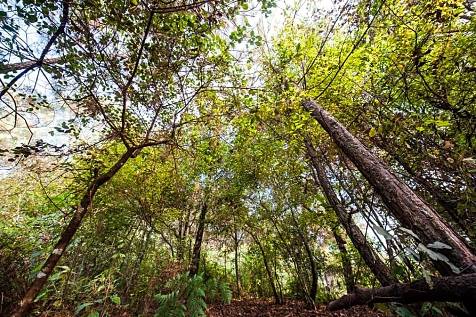 Adobe Suite in The Forest