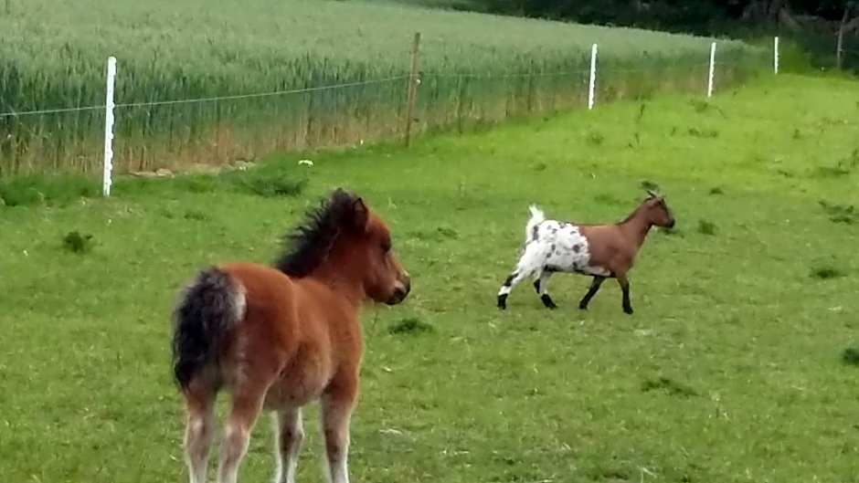 Aux Greniers à Rêves