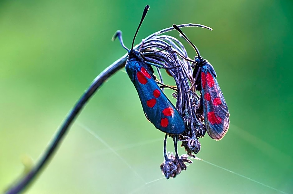 Willa Bona blisko Zamku Królewskiego i Rezerwatu zapraszam na grę miejską Magiczne Chęciny