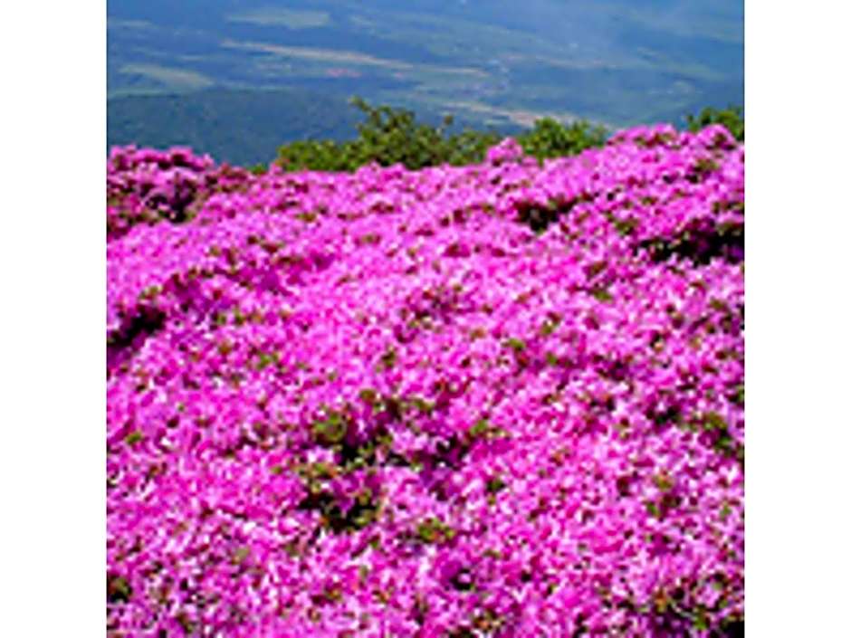 Resonate Club Shape - Vacation STAY 60135v