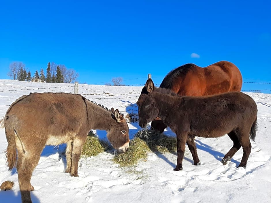 Ötscherblick Fam Winter