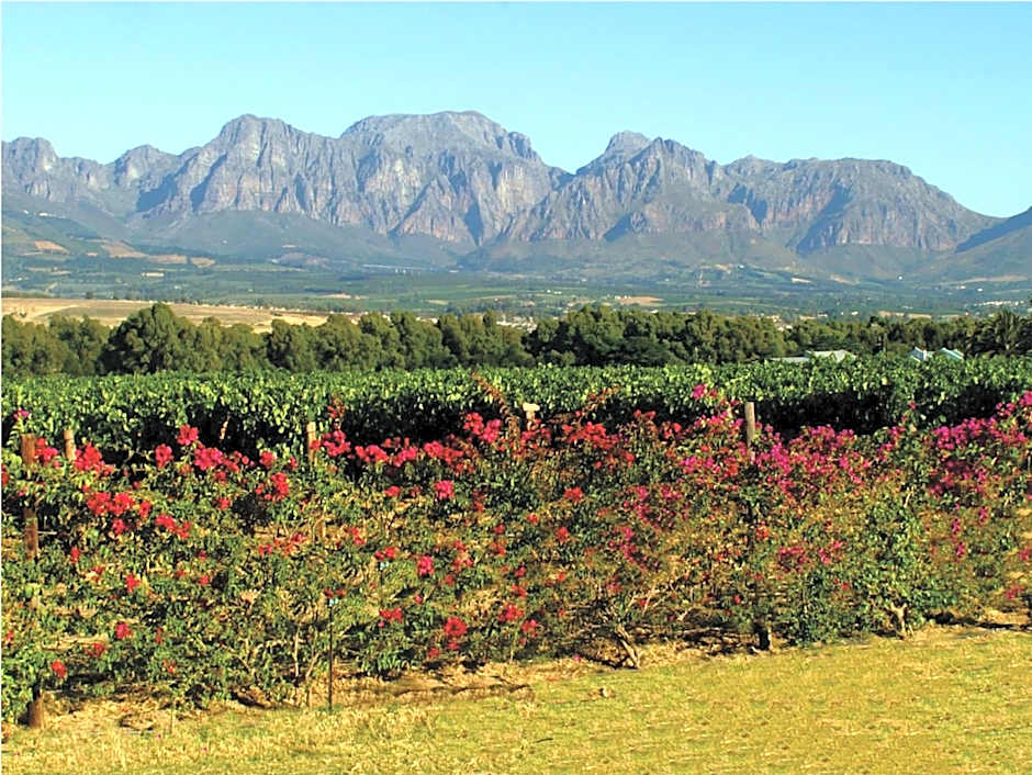 Cana Vineyard Guesthouse