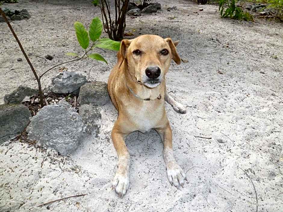 Paradise Beach Bungalows