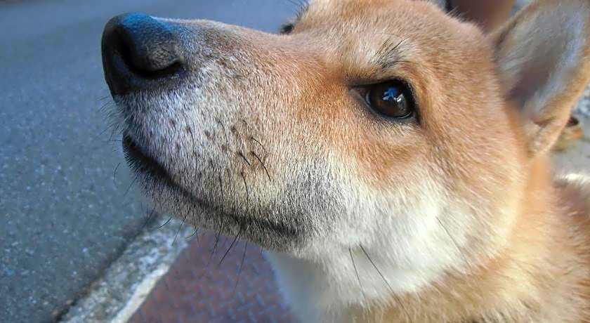 Kanazawa Share House GAOoo