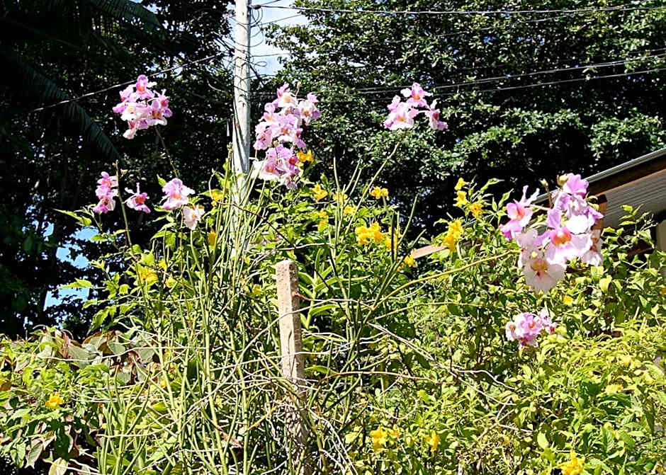 Rising Sun Guesthouse