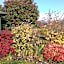 Marchmont Gardens