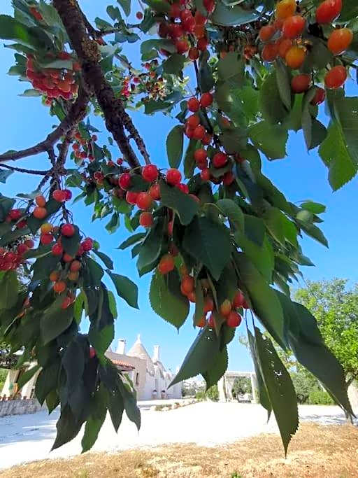 Trullo La chicca della valle